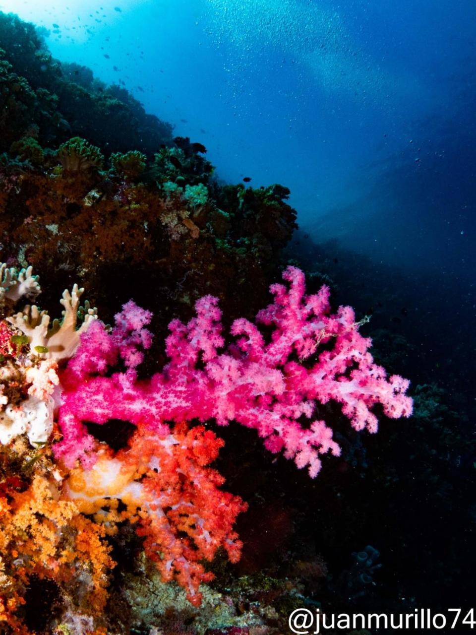 Marind Dive Eco Resort Waha Exterior foto